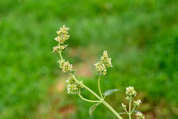 inflorescence of mint on the background of a green meadow