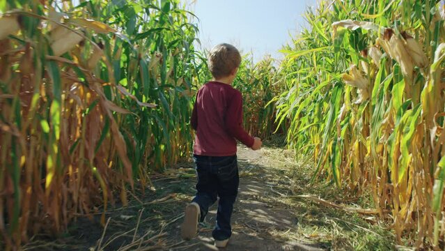 5 year old boy with long red shirt and jeans sprints through corn maze handheld