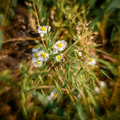 Mysterious daisies with unusual lens effect