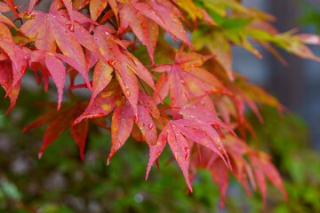 夏の紅葉