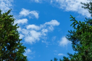 木々の間から