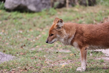 Dhole