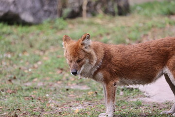 Dhole