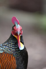 Green Junglefowl