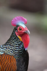 Green Junglefowl