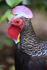 Green Junglefowl