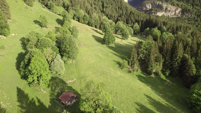 aerial drone footage pushing in over alpine meadows and sycamore maple trees in the swiss alps
