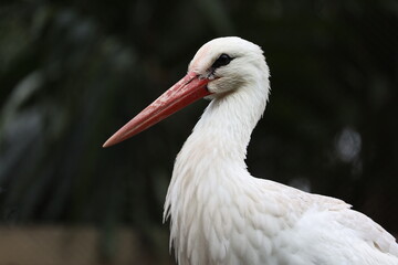 White stork