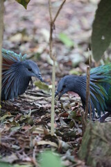 nicobar pigeon