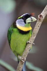Fire-tufted barbet