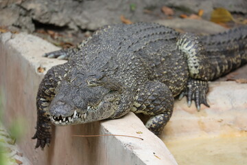 Cuban Crocodile