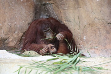 a large orangutan sitting and eating