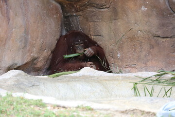 a large orangutan sitting and eating © elvis santana