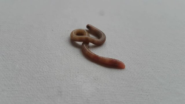 Brown earthworm known as redworm, angleworm, rainworm, nightcrawler, annelida, lumbricus, fetida, humus, eisenia, lumbricidae, dendrobena isolated on white floor background and copy space Closeup view