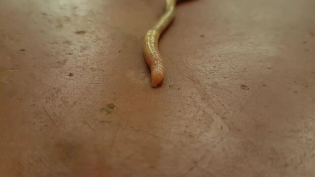 Brown earthworm known as redworm, angleworm, rainworm, nightcrawler, annelida, lumbricus, fetida, humus, eisenia, lumbricidae, dendrobena isolated on red floor background and copy space. Close up view