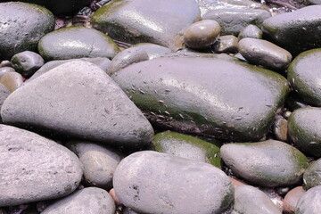 제주도 해변의 큰 몽돌바위들과 갯강구