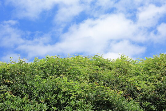 아름다운 여름날의 하늘