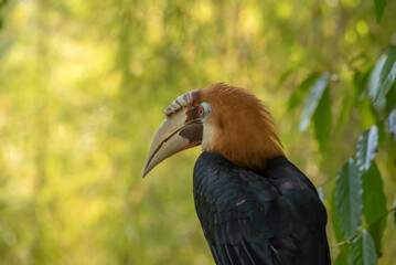 Obraz premium Wreathed Hornbill in beautiful environment 