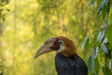 Wreathed Hornbill in beautiful environment
