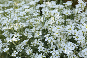 Beautiful white snow-in-summer flowers outdoors, closeup view