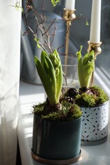 Potted hyacinths on window sill indoors. First spring flowers