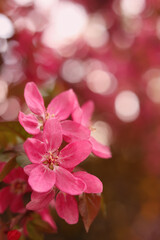Closeup view of beautiful blossoming apple tree outdoors on spring day