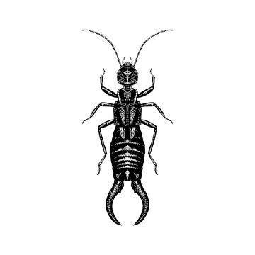 Earwig hand drawing vector illustration isolated on background