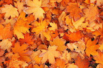 Ground covered with orange autumn leaves, top view