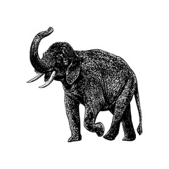 Fototapeta premium Indian Elephant hand drawing vector illustration isolated on background