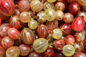 Many fresh ripe gooseberries as background, top view