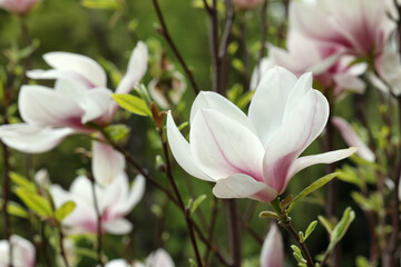Fototapeta premium Magnolia tree with beautiful flowers on blurred background, closeup