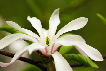 Obraz premium Magnolia tree with beautiful flower on blurred background, closeup