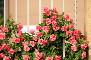 Fototapeta na wymiar In the summer, rose is blooming