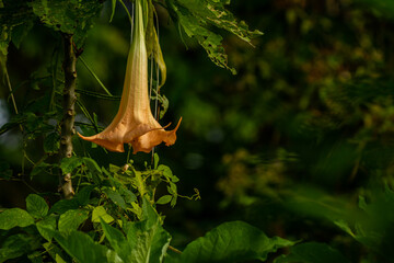 The flowers of the Datura Metel plant that are in bloom are a combination of ivory and orange
