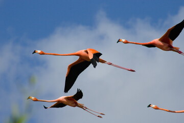 Naklejka premium American flamingo in flight. Flock of flamingos off the coast of Yucatan, Mexico.