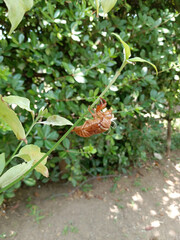 セミの抜け殻 cicada shell