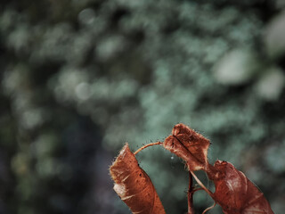 macro photos. Close-up of dry leaves with blurred background