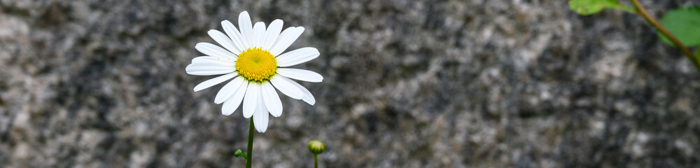 Fototapeta premium White daisy blooming against a dark stone background, as a nature background 