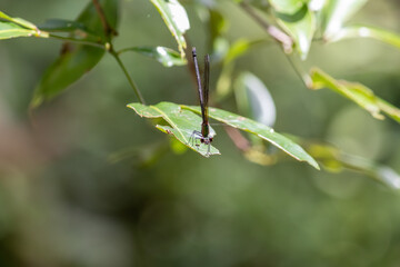 Monta&ntilde;a de Panam&aacute;