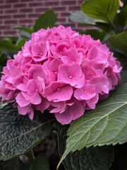 pink hydrangea flower