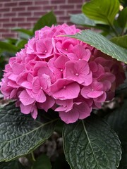 pink hydrangea flower