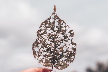 isolated image of an actinidia leaf with holes eaten by caterpillars