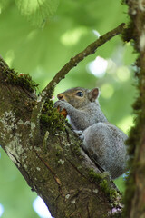 Squirrel Holding a Snack