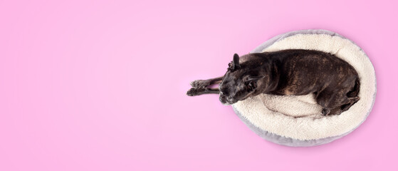 Dog in dog bed on pink background. Top view of cute dog with front paws stretched outside of pet...
