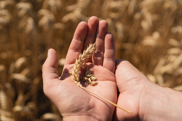 Farmer's hands touch young wheat. Farmer's hands close-up. The concept of planting and harvesting a...