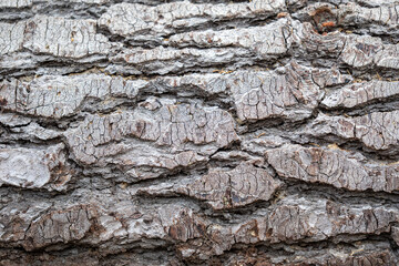 Shasta bark background