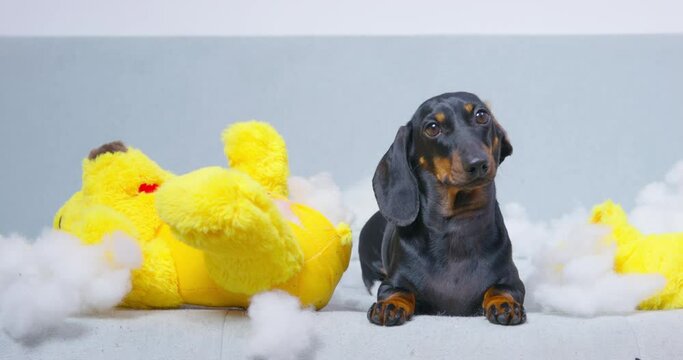 Puppy dachshund is sitting on sofa surrounded by entrails from toys, listening owner lectures for torn toys, looks carefully with innocent eyes, gets bored, defiantly falls on its sidee. Raising dog