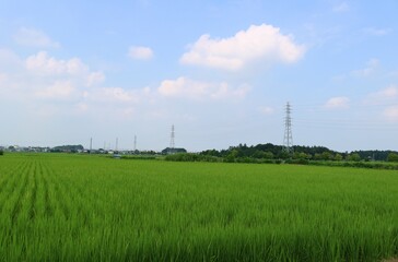 Fototapeta na wymiar 夏の日　緑の稲が生長する　のどかな風景　鉄塔