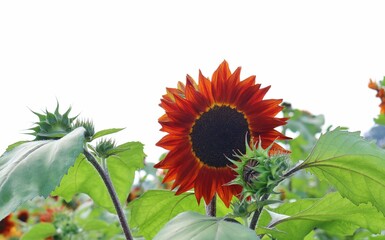 赤いひまわりの花　ひまわり畑　夏の風景