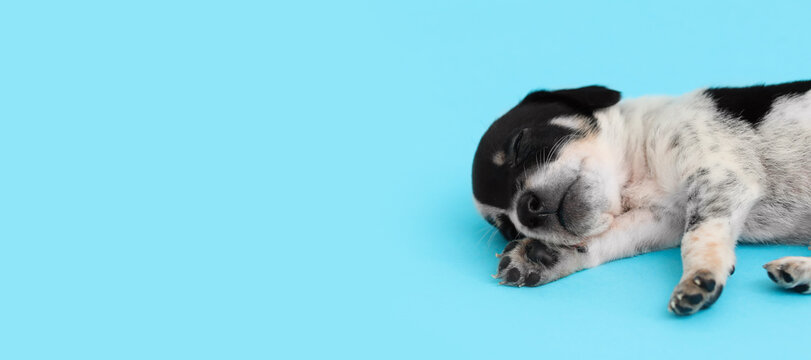 Cute sleeping puppy on light blue background with space for text